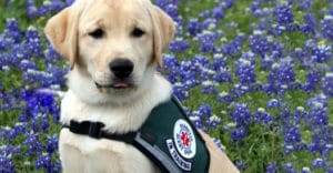 trained diabetic alert dog
